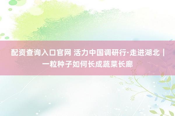 配资查询入口官网 活力中国调研行·走进湖北｜一粒种子如何长成蔬菜长廊